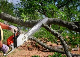 Briarcliff Manor, NY Tree Removal and Landscaping Services Company